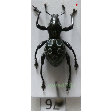 Pachyrhynchus congestus pavonius Heller, 1921 male Philippines76
